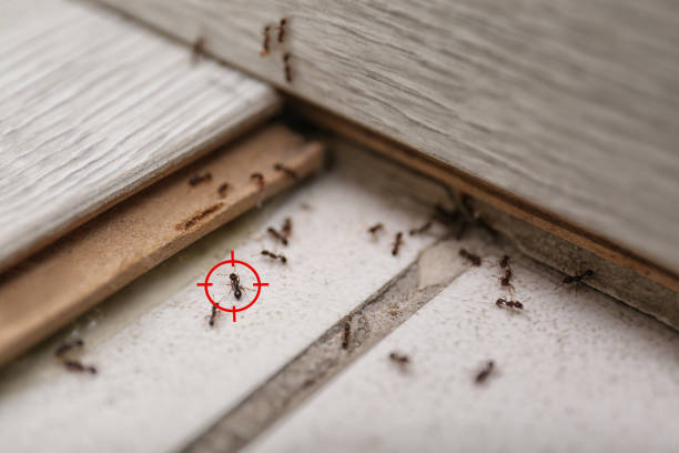 Best Emergency Pest Control  in Orida Gulf Coast University, FL