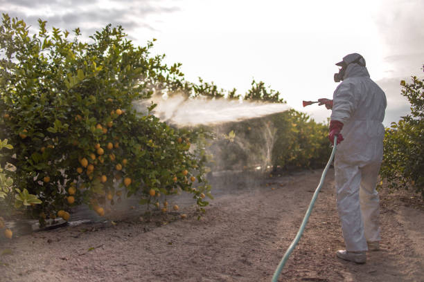 Flea Control Services in Florida Gulf Coast University, FL